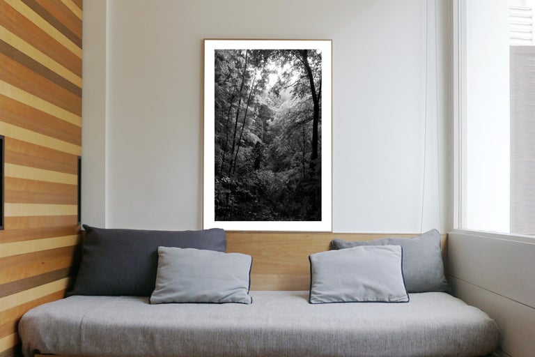 Late Afternoon Forest Light, Large Black and White Landscape Giclée Print, 2021 - Realist Photograph by Kind of Cyan