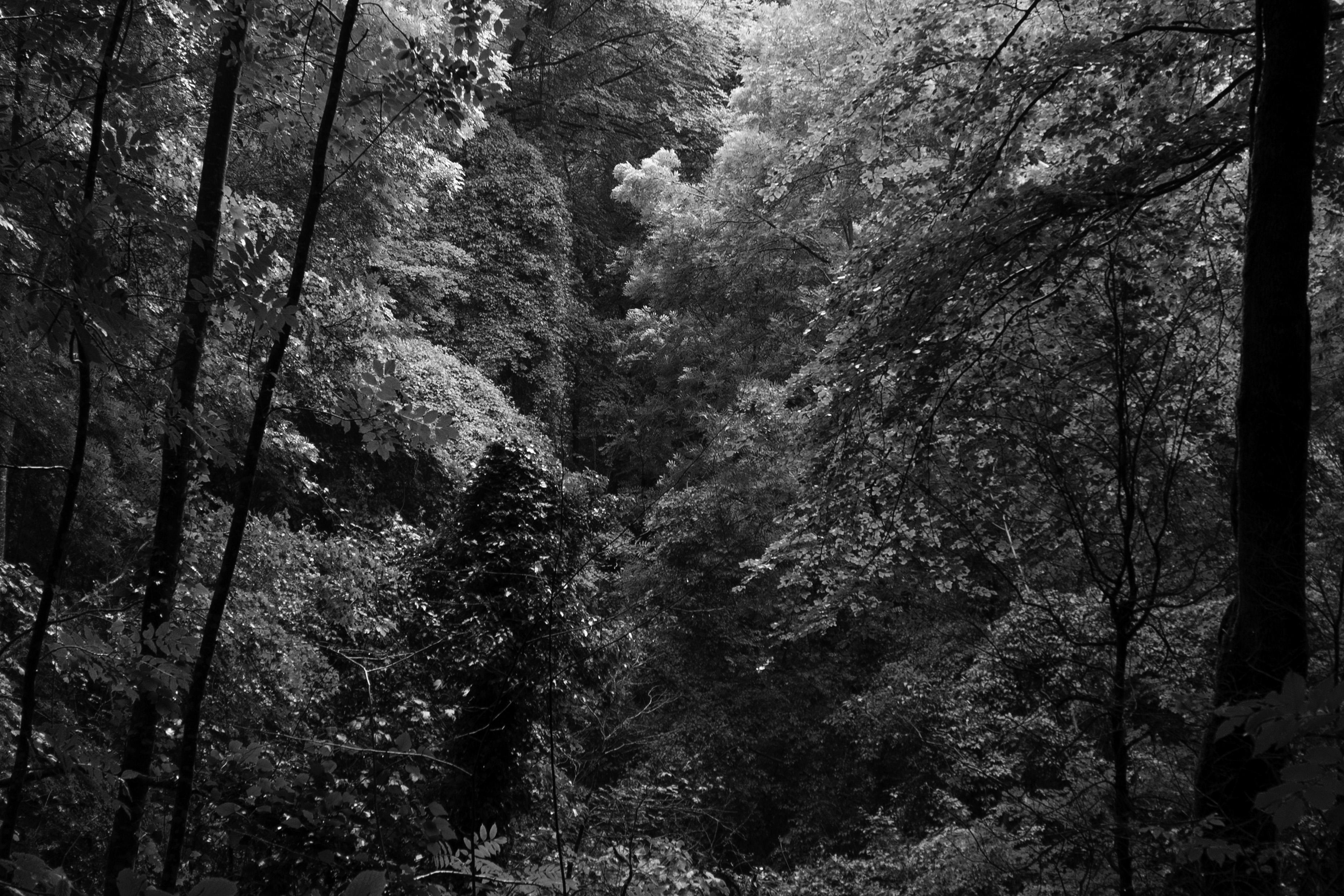 Spätnachmittag Wald Lights,  Schwarz-Weiß-Landschaft Limitierter Giiclée-Druck  im Angebot 1