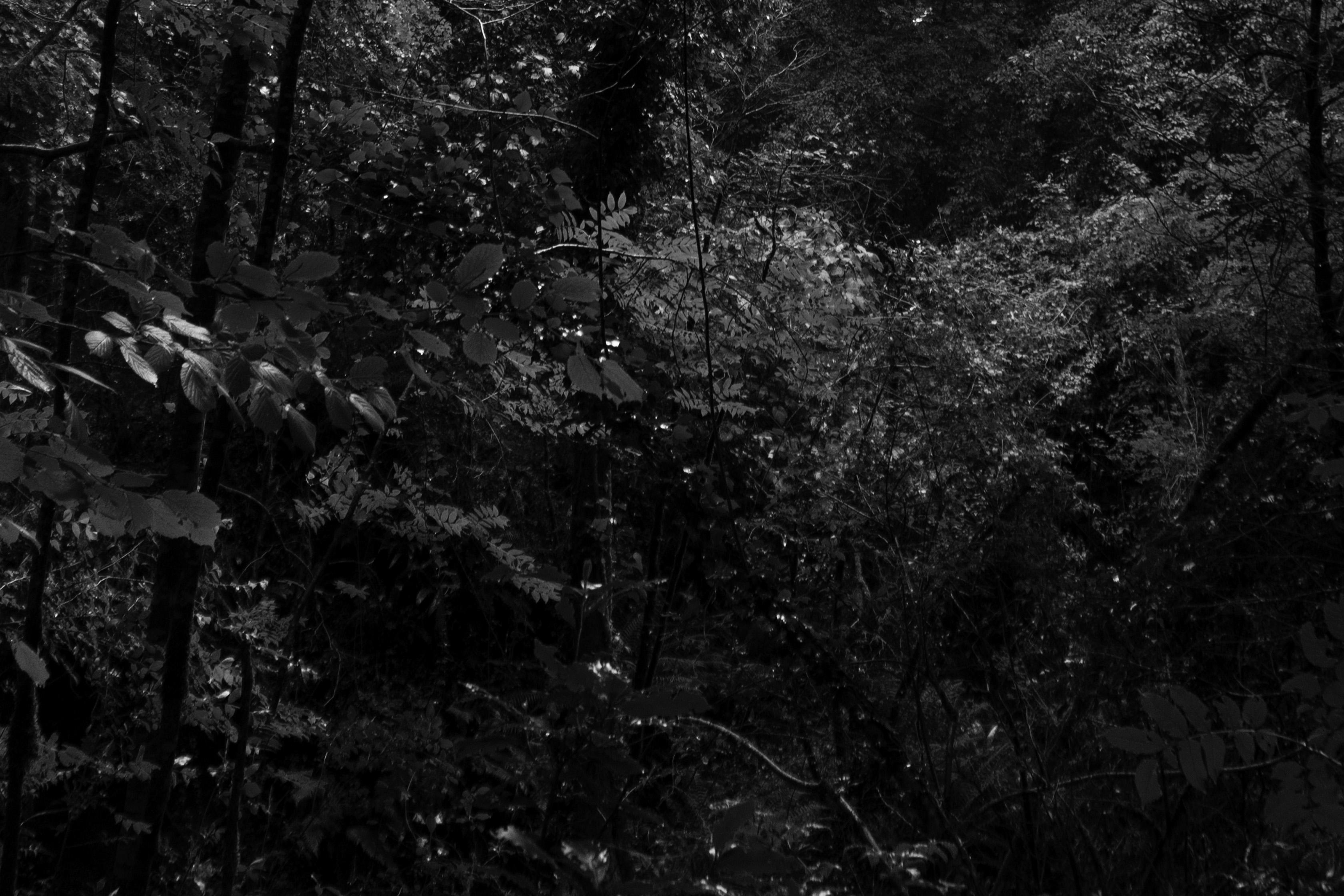 Late Afternoon Forest Light,  Black & White Landscape Limited Giiclée Print  - Realist Photograph by Kind of Cyan