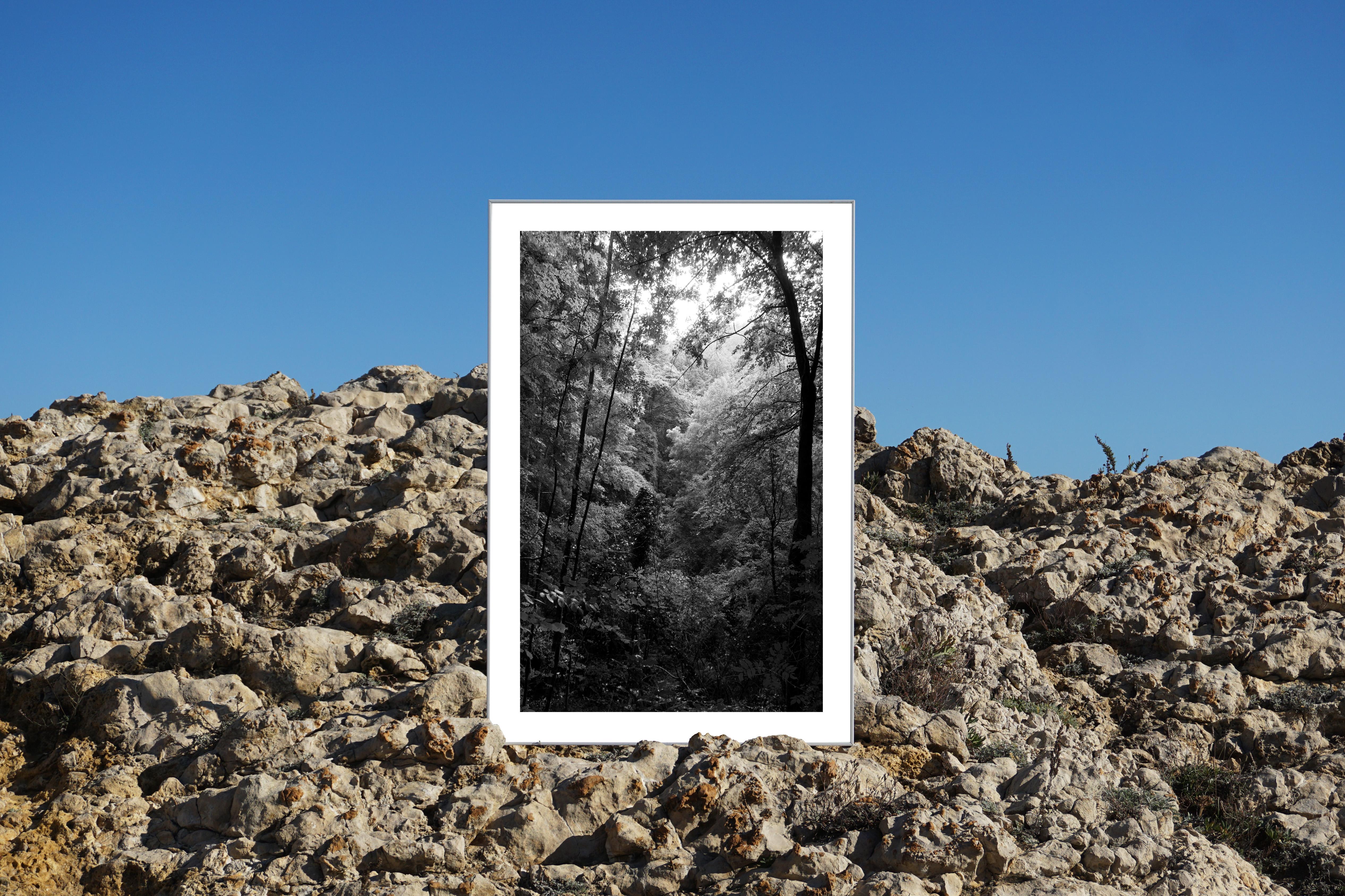 Late Afternoon Forest Light,  Black & White Landscape Limited Giiclée Print  For Sale 1