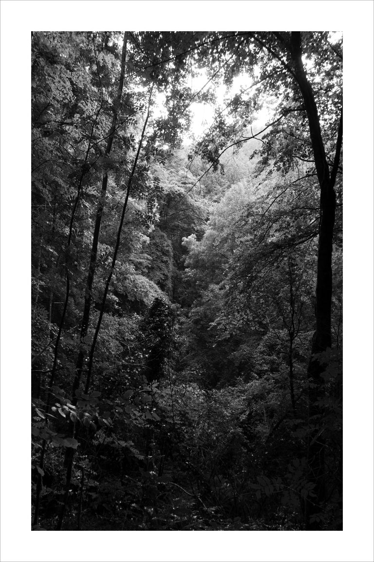 Kind of Cyan Landscape Photograph - Late Afternoon Forest Light, Large Black and White Landscape Giclée Print, 2021