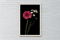 Pink and White Delicate Flowers, Black Background, Bright Elegant Giclée Print