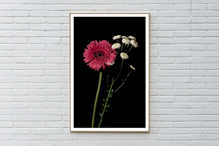 Pink and White Delicate Flowers, Black Background, Bright Elegant Giclée Print - Photograph by Kind of Cyan