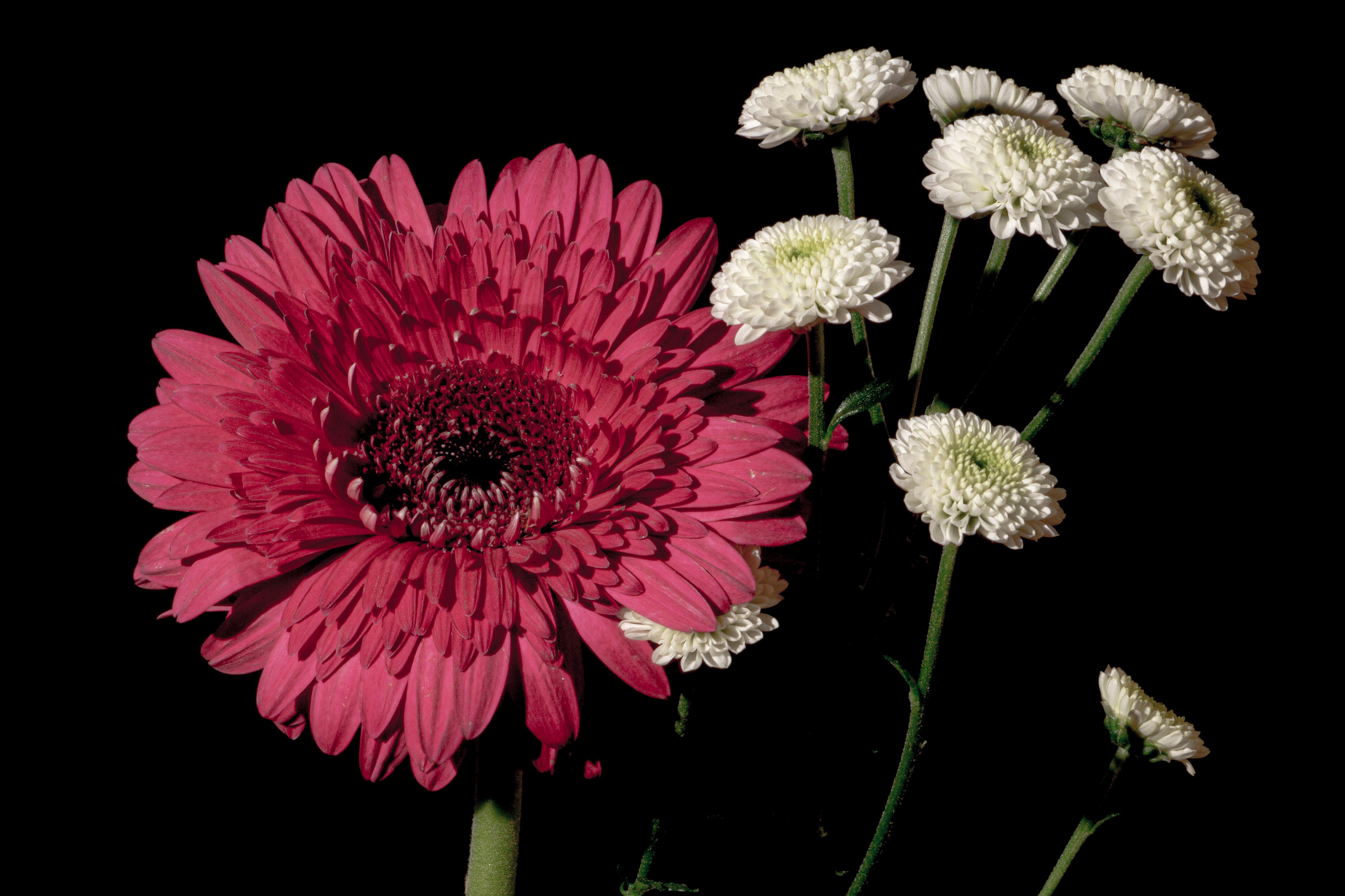 Fleurs délicates roses et blanches, fond noir, impression giclée élégante et lumineuse - Noir Still-Life Print par Kind of Cyan