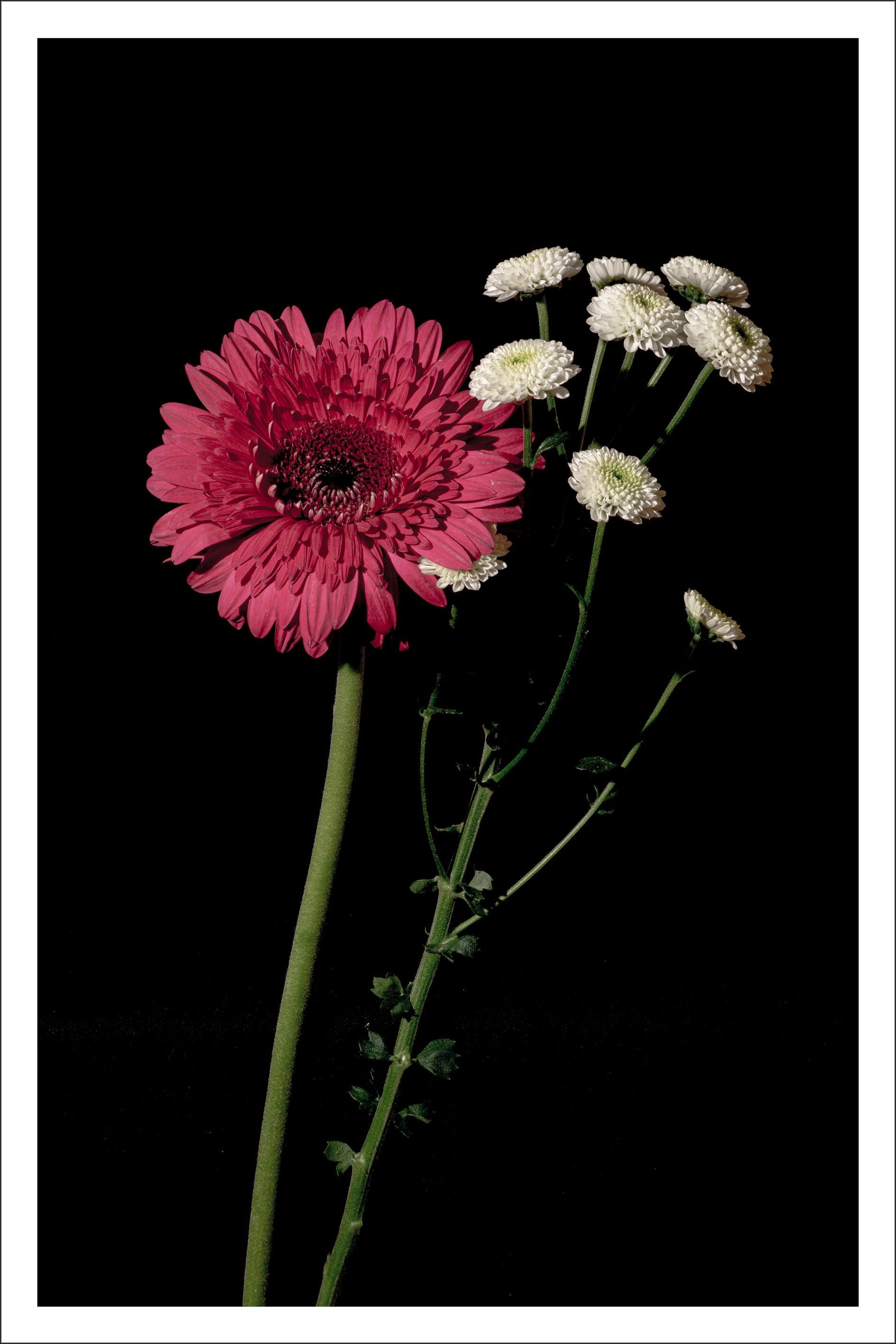 Kind of Cyan Still-Life Print - Pink and White Delicate Flowers, Black Background, Bright Elegant Giclée Print