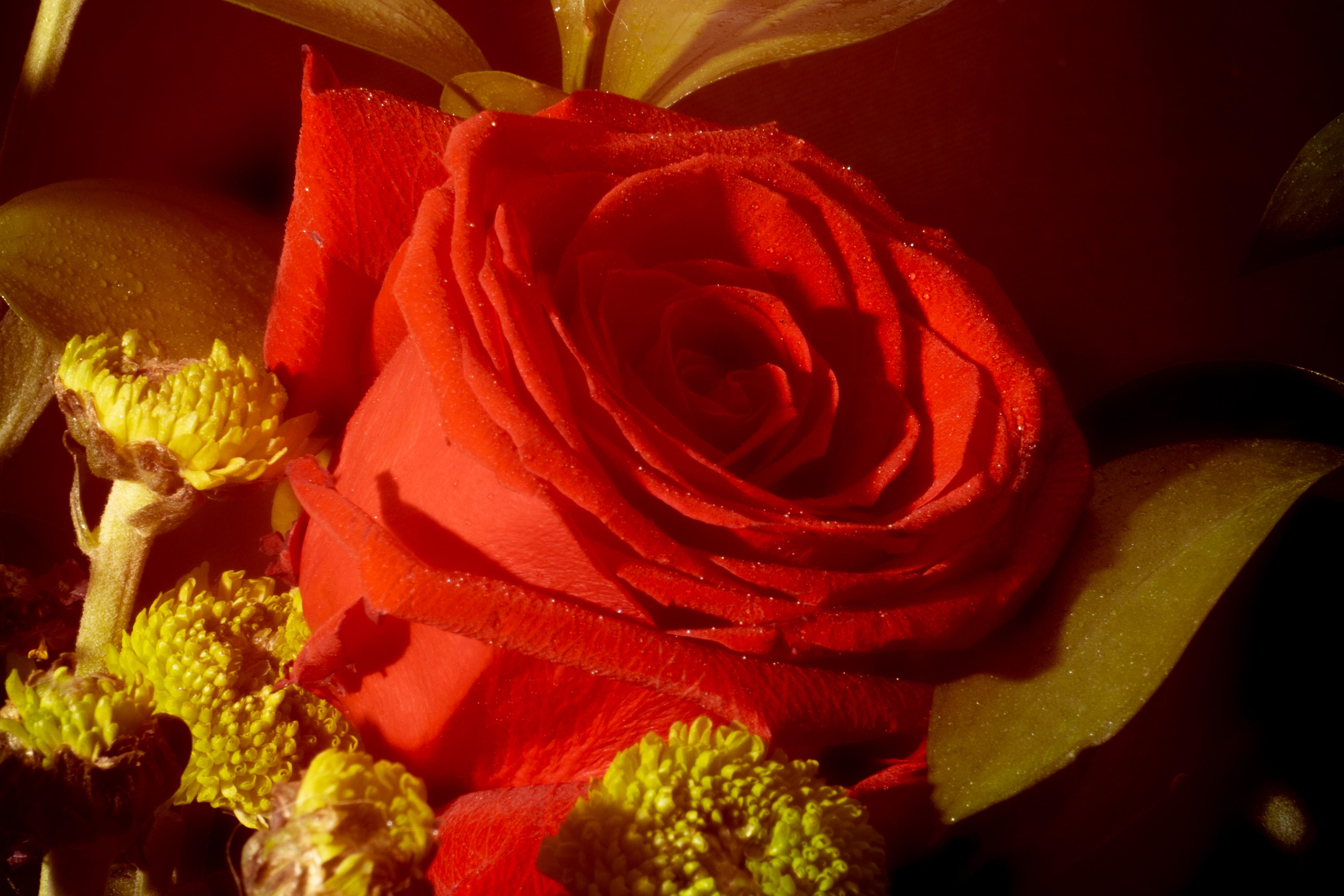 Red Rose in Vintage Light, Limited Edition Giclée Print, Vertical Still Life  For Sale 1