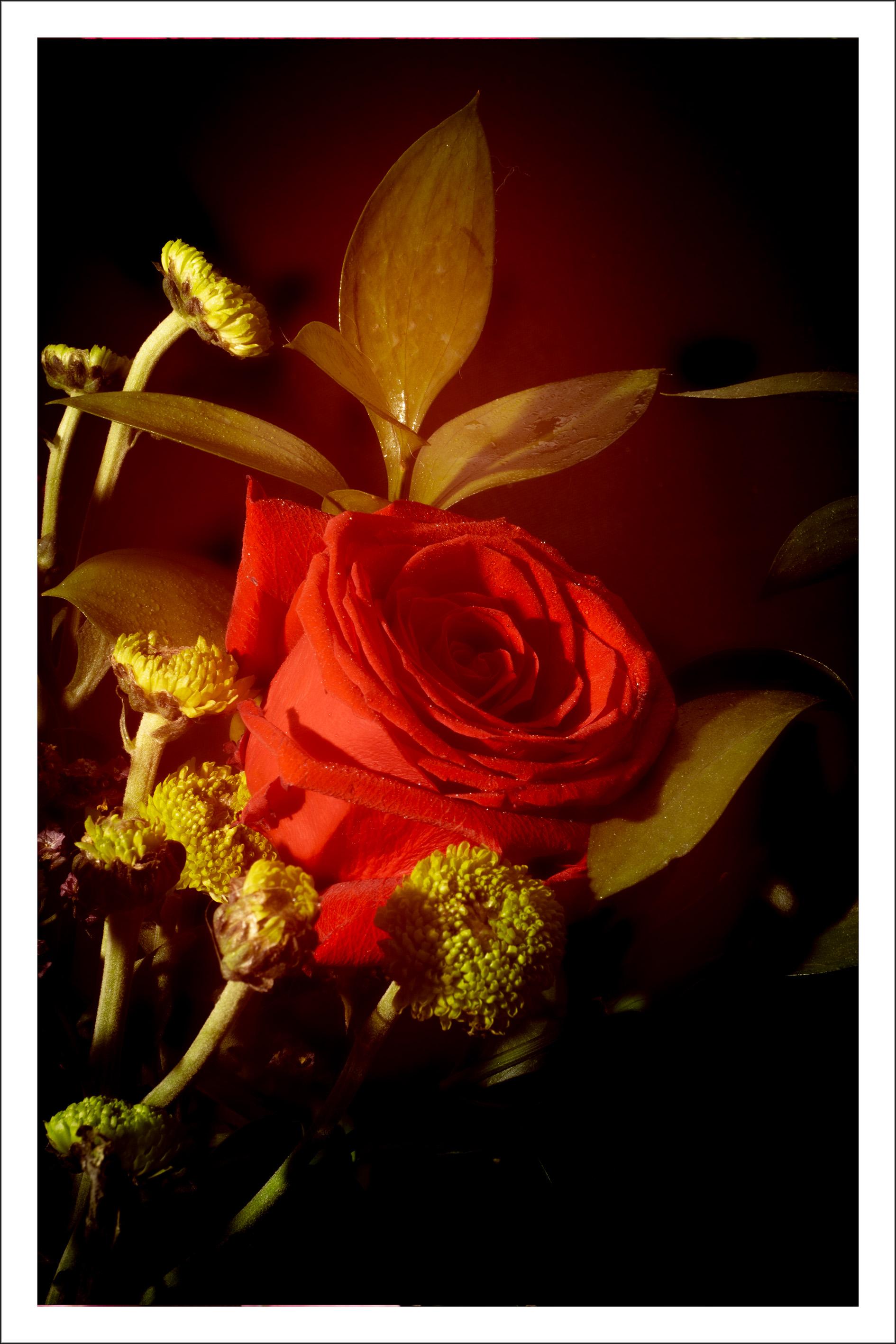 Rote Rose im Vintage-Licht, Giclée-Druck in limitierter Auflage, Vertikales Stillleben 