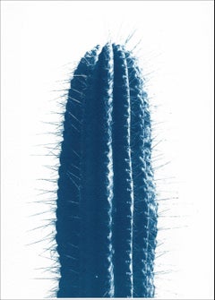 Blue Upright Desert Cactus, Extra Large Cyanotype Print in Blue Tones, Botanic