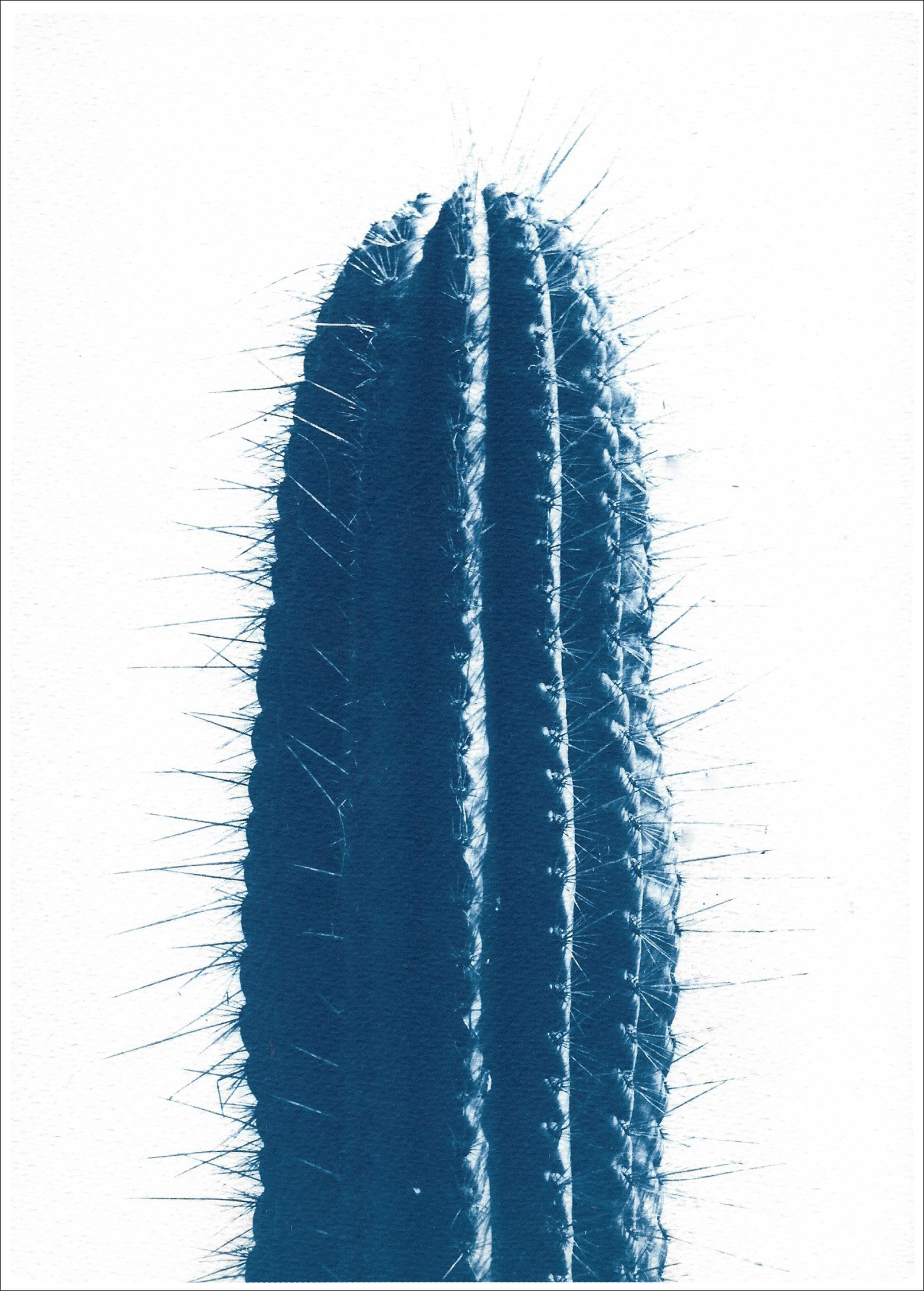 Blue Upright Desert Cactus, Extra Large Cyanotype Print in ColdTones, Botanic