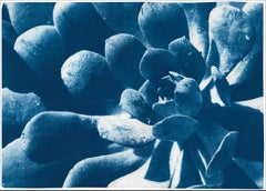 Botanical Cyanotype of Plant Fractal Leaves, Blue Tones Nature Detail on Paper