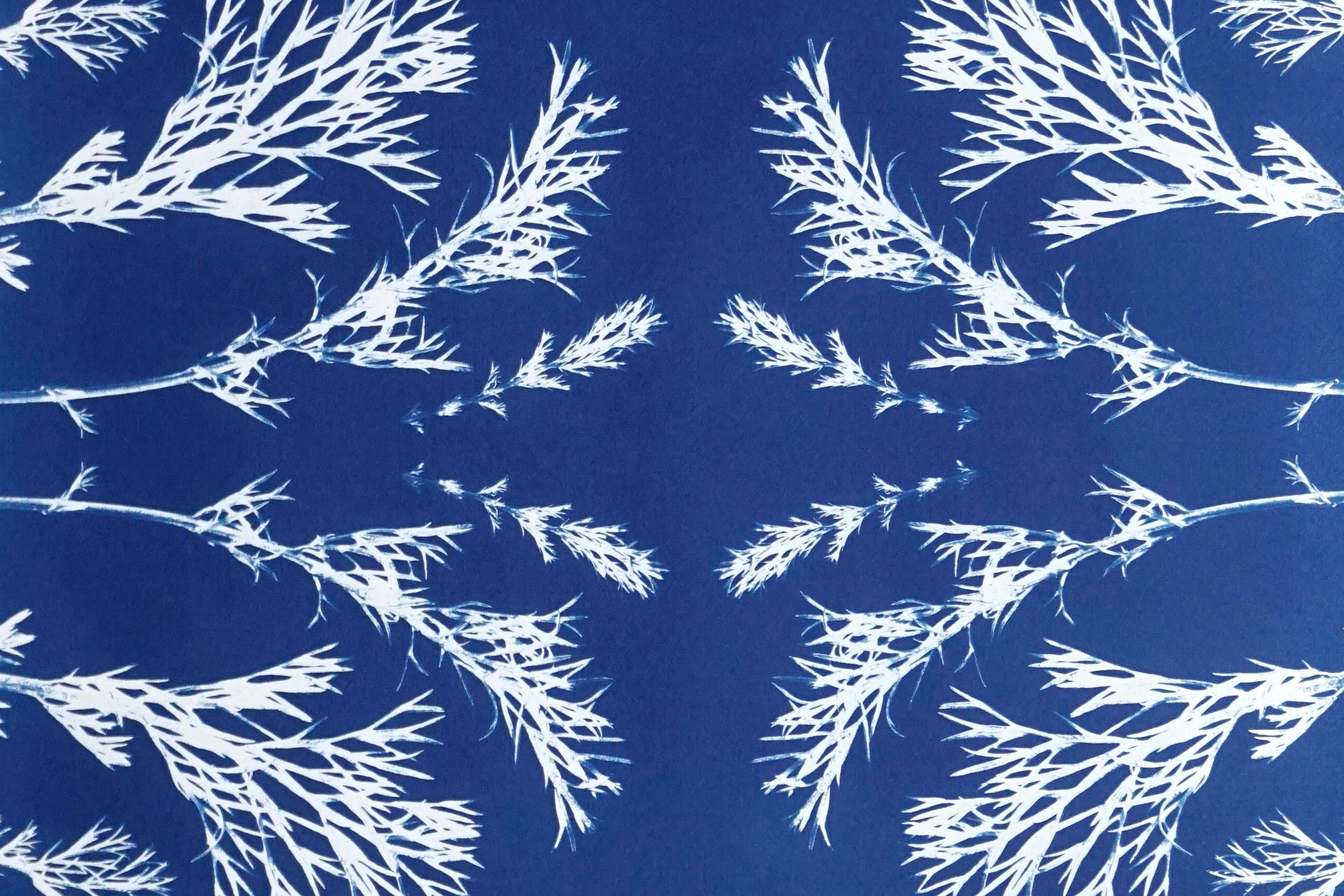 cyanotype botanical