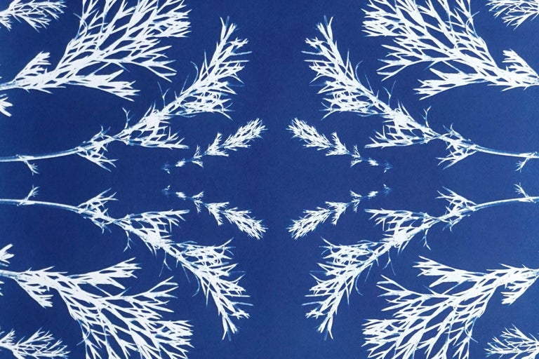 Classic Botanical Cyanotype, Handmade Using Natural Sunlight, Limited Edition  - American Modern Painting by Kind of Cyan