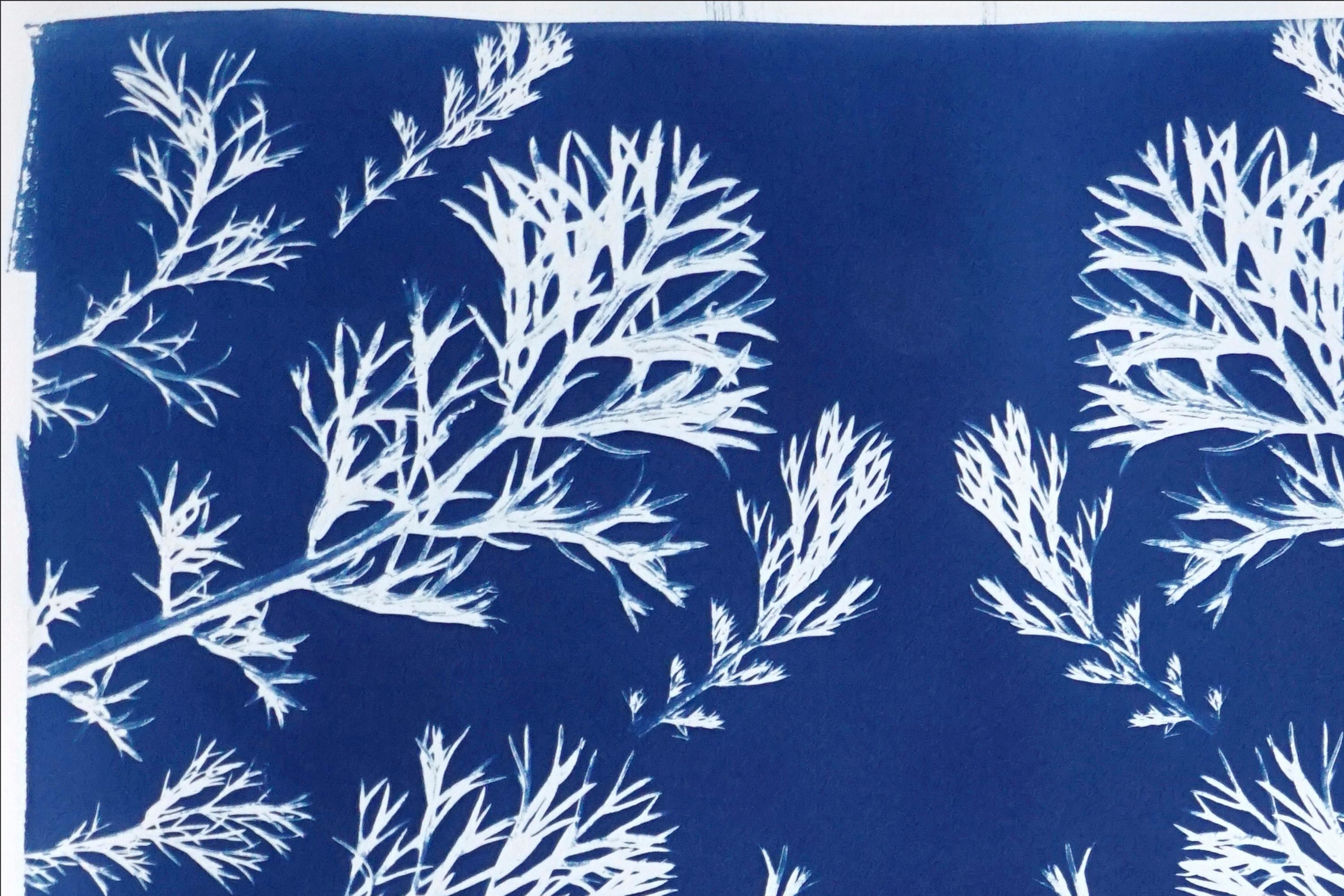 Cyanotype botanique classique, fabriqué à la main à l'aide de lumière du soleil naturelle, édition limitée  - Bleu Still-Life Print par Kind of Cyan