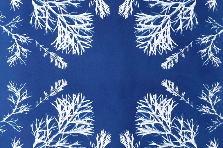 This is an exclusive handprinted limited edition cyanotype.

Details:
+ Title: Vintage Pressed Flowers Nº4
+ Year: 2021
+ Edition Size: 20
+ Stamped and Certificate of Authenticity provided
+ Measurements : 70x100 cm (28x 40 in.), a standard frame