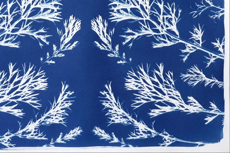 Classic Botanical Cyanotype of Vintage Pressed Flowers, Artisan Made, Blue Tones For Sale 1