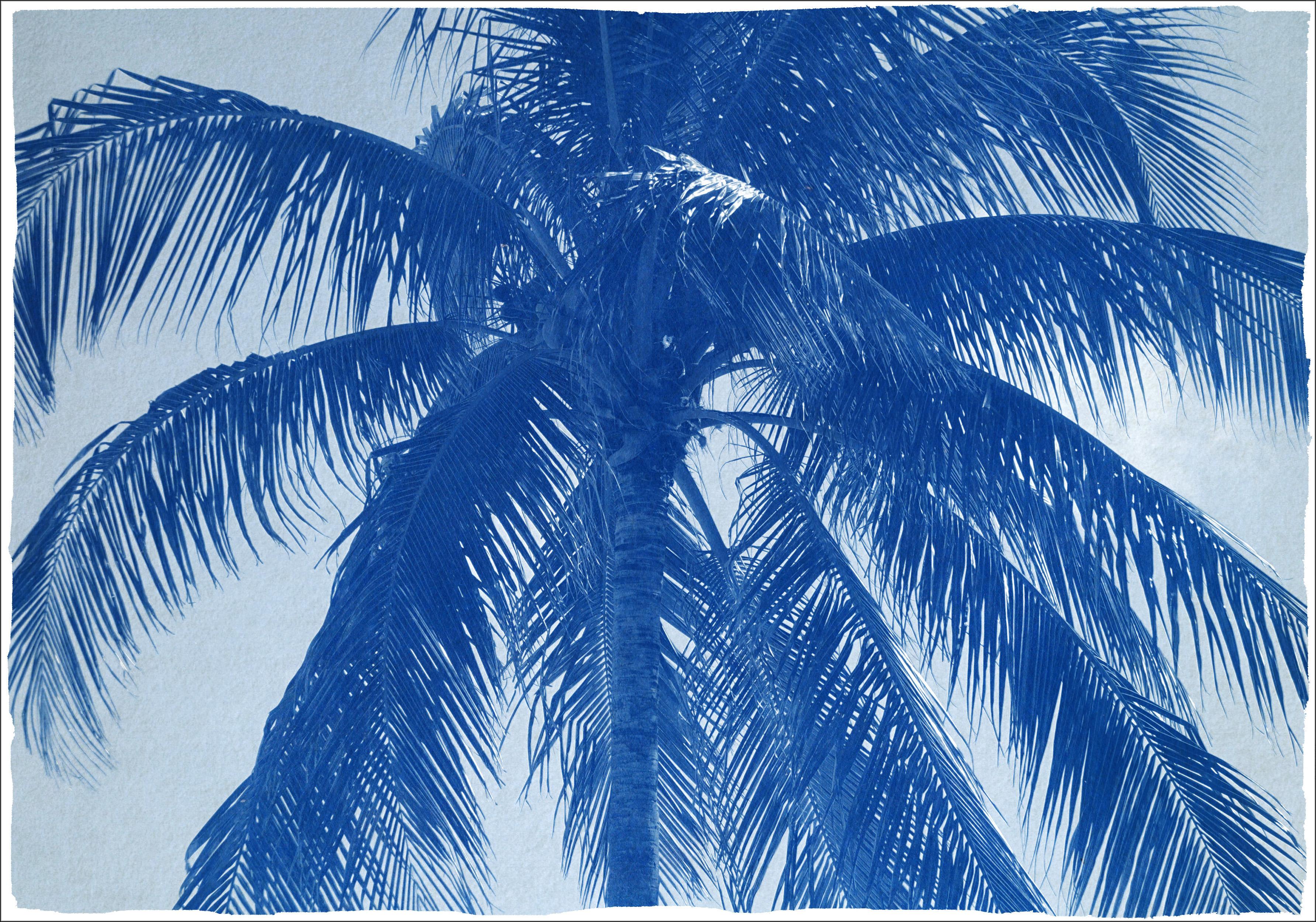 Still-Life Photograph Kind of Cyan - Palme de noix de coco, grande impression botanique, style tropical dans les tons bleus, limitée
