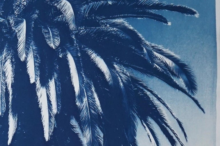 Extra Large Botanical Cyanotype of Marrakesh Majorelle Palm, Blue Tree on Paper 1
