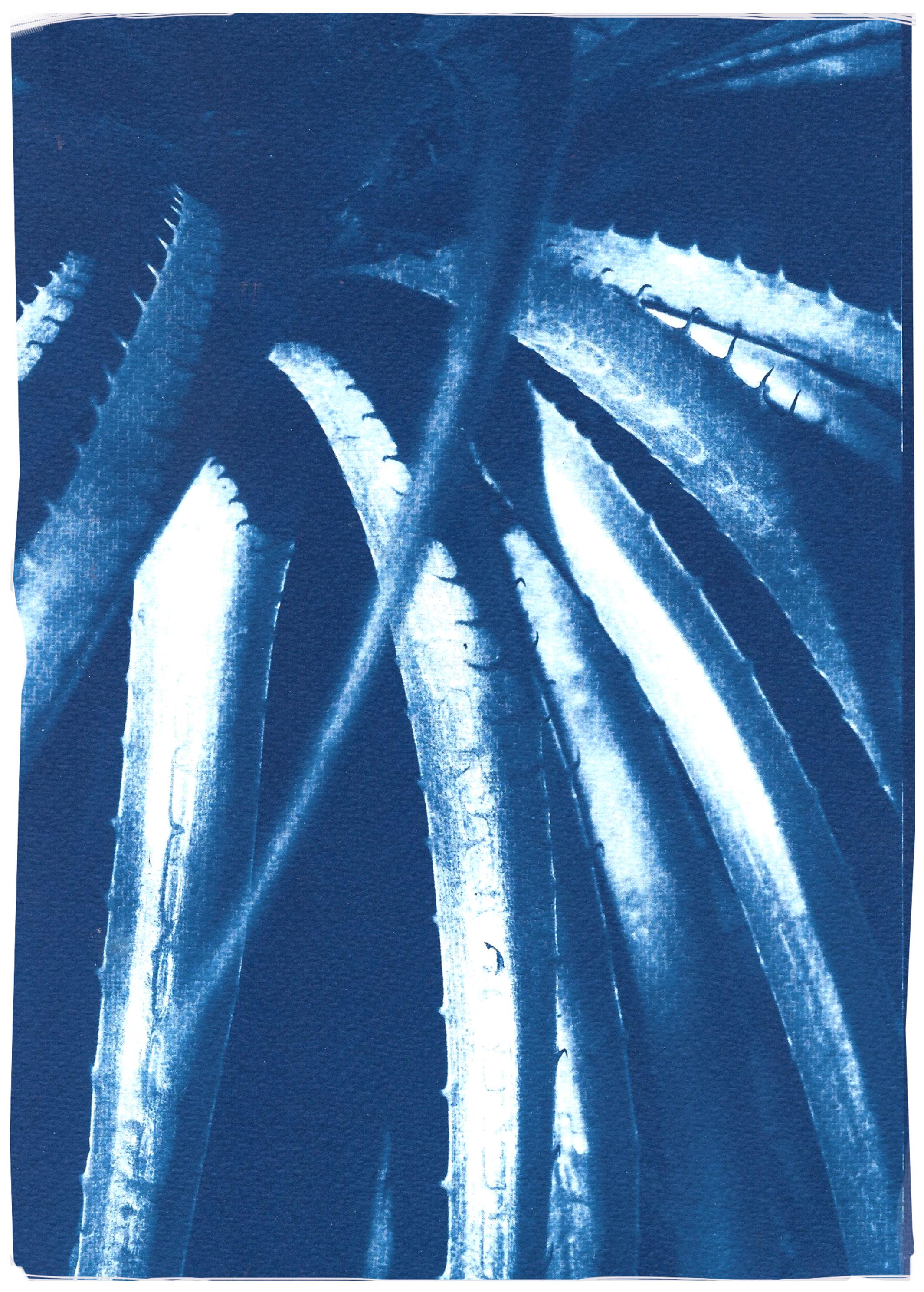 Jurassic Aloe Leaves, Botanical Cyanotype on Paper, Blue Plants, Nature Details