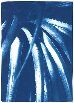 Jurassic Aloe Leaves, Botanical Cyanotype on Paper, Blue Plants, Nature Details