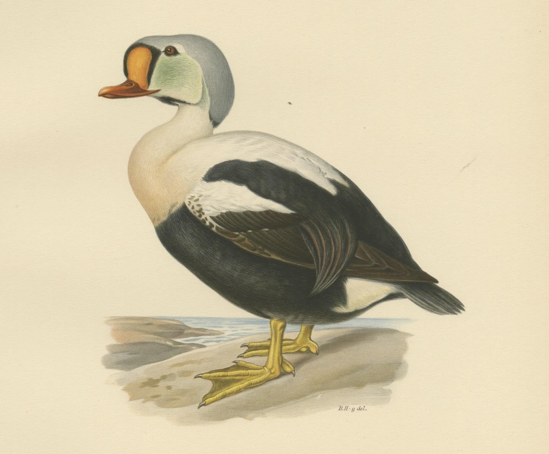 This ornithological print features the Somateria spectabilis, commonly known as the King Eider, from the celebrated 