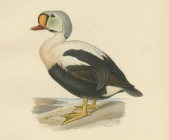 King Eider in Repose: The Somateria Spectabilis from the Nordic Aviary, 1929