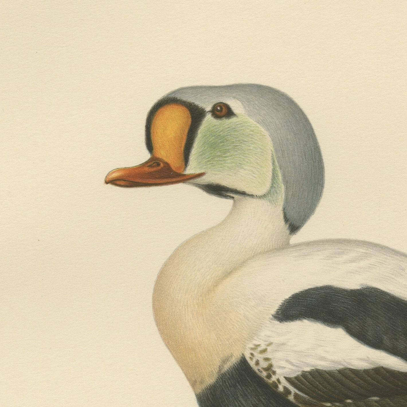 King Eider in Repose: The Somateria Spectabilis from the Nordic Aviary, 1929 In Good Condition For Sale In Langweer, NL