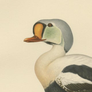 King Eider in Repose: The Somateria Spectabilis from the Nordic Aviary, 1929, view 3