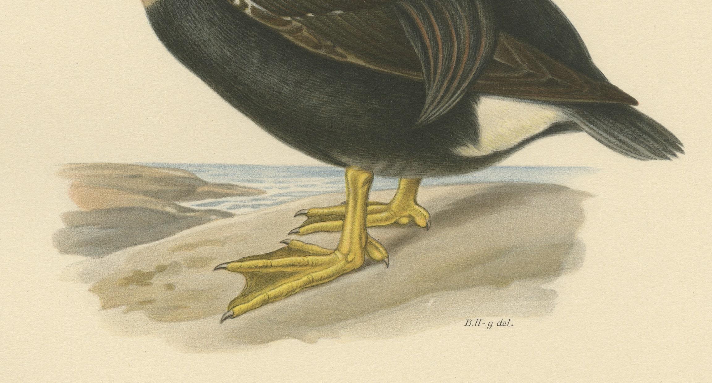 Début du 20ème siècle King Eider in Repose : The Somateria Spectabilis from the Nordic Aviary, 1929 en vente