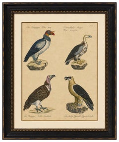 King Vulture, Griffon Vulture & Bearded Vulture Lithograph, 1816