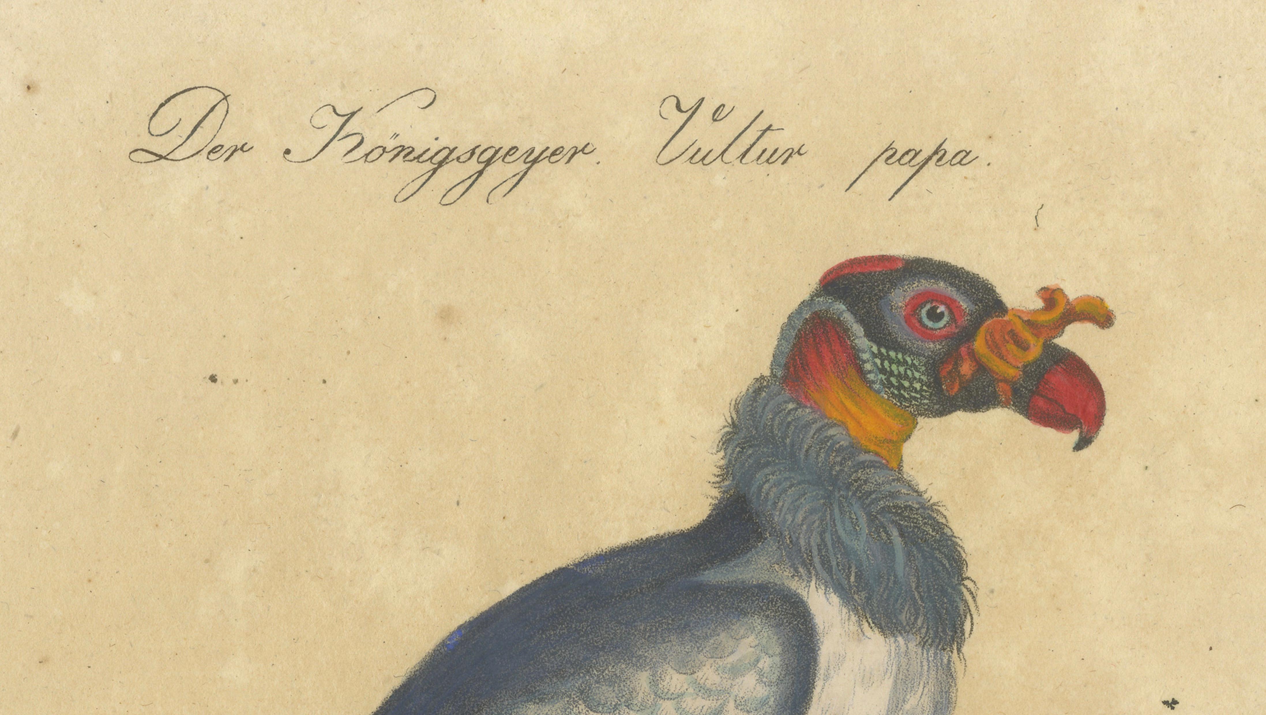 King Vulture, Griffon Vulture & Bearded Vulture Lithograph, 1816