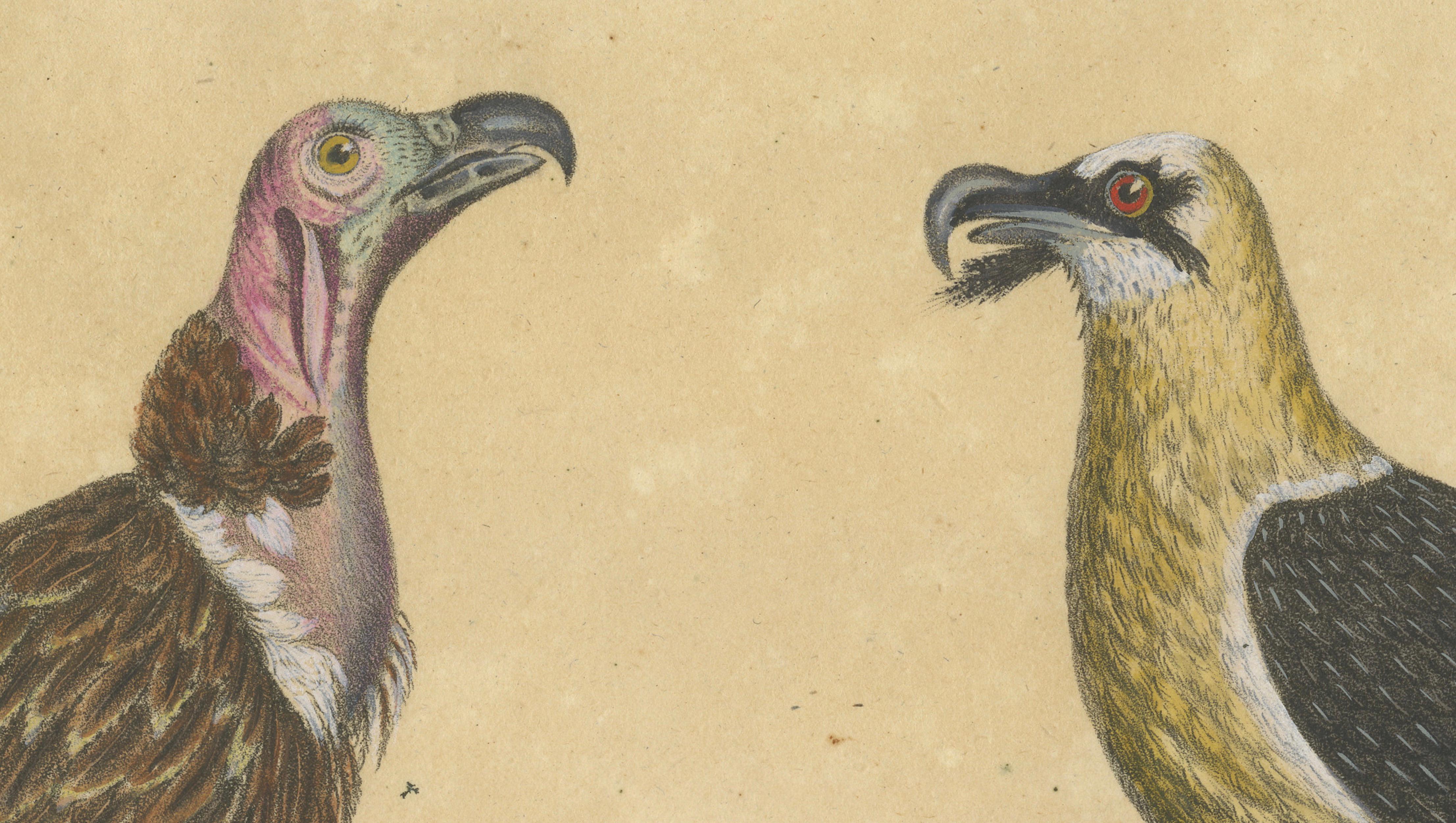 King Vulture, Griffon Vulture & Bearded Vulture Lithograph, 1816