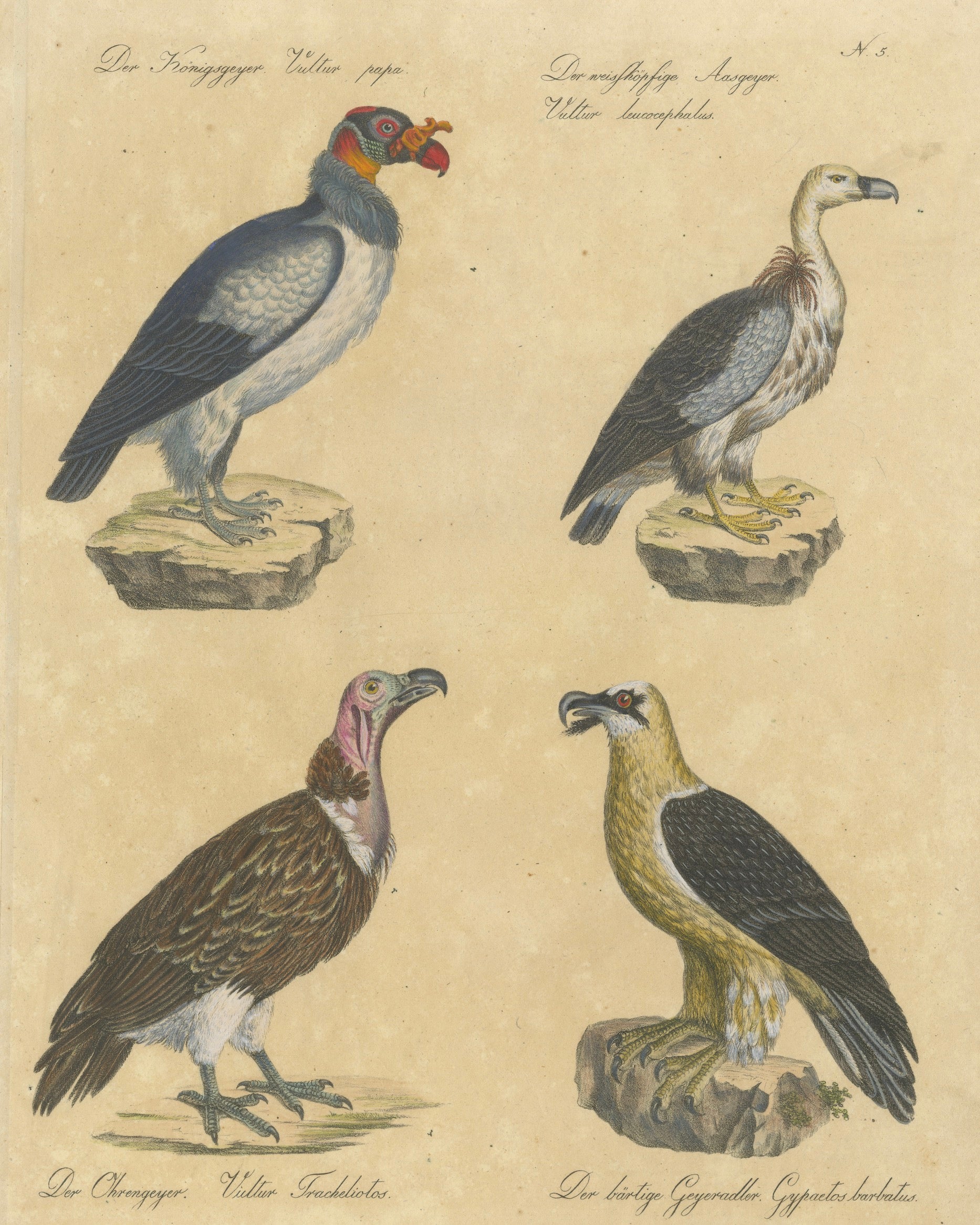 Litografia raffigurante l’avvoltoio reale, l’avvoltoio grifone e il gipeto, 1816
