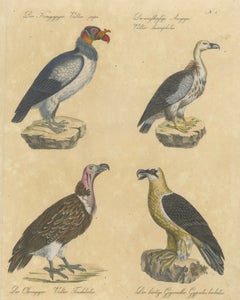 King Vulture, Griffon Vulture & Bearded Vulture Lithograph, 1816