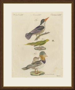Kingfisher and Mandarin Duck, Antique Bertuch Print, Vienna, circa 1805