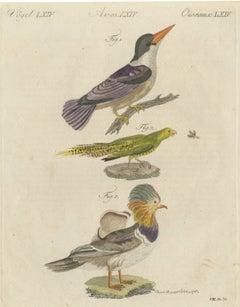 Kingfisher and Mandarin Duck, Antique Bertuch Print, Vienna, circa 1805