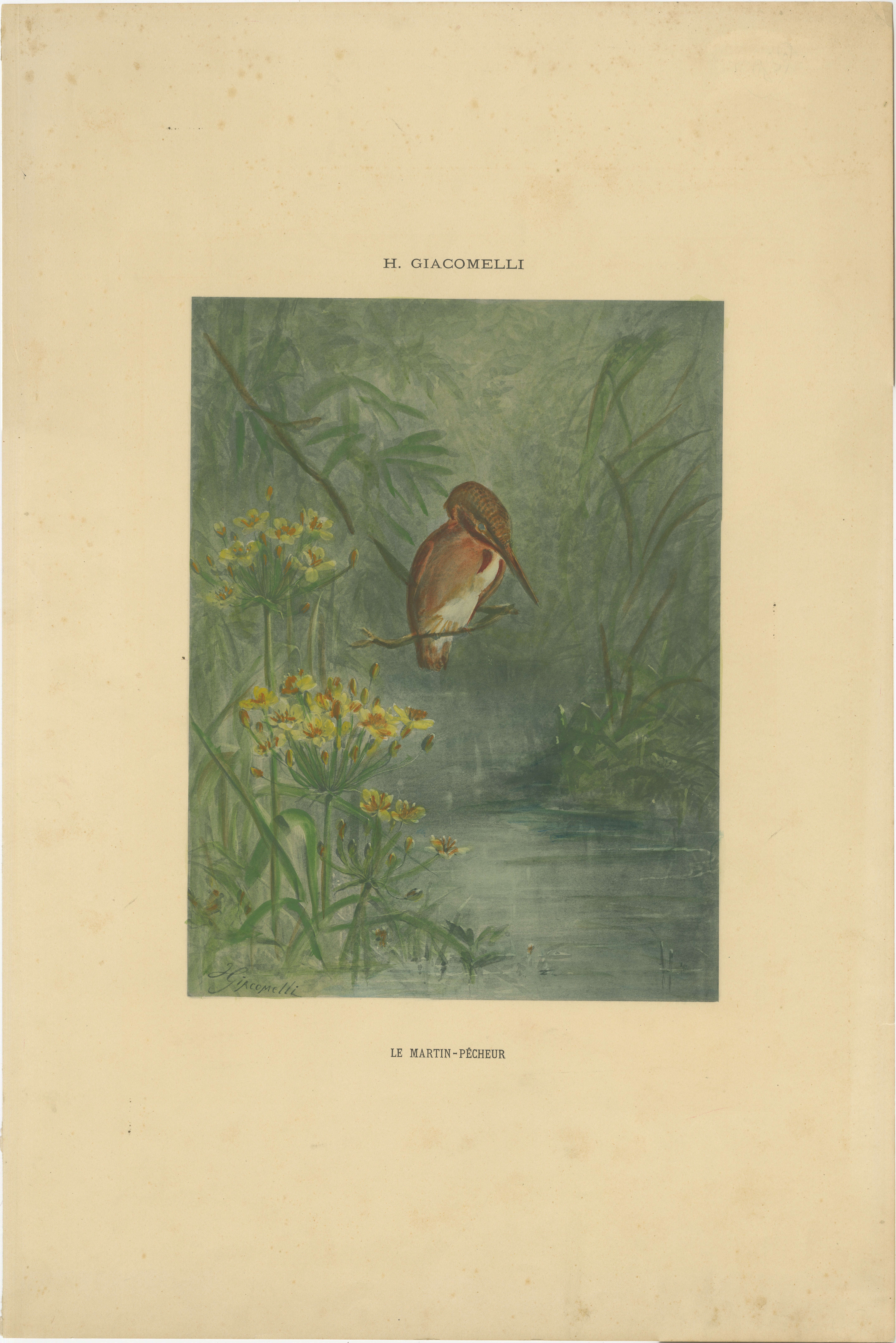 Kingfisher by the Water's Edge - Giacomelli's Tranquil Nature Scene, CIRCA 1891

Dieser heitere Druck mit dem Titel 