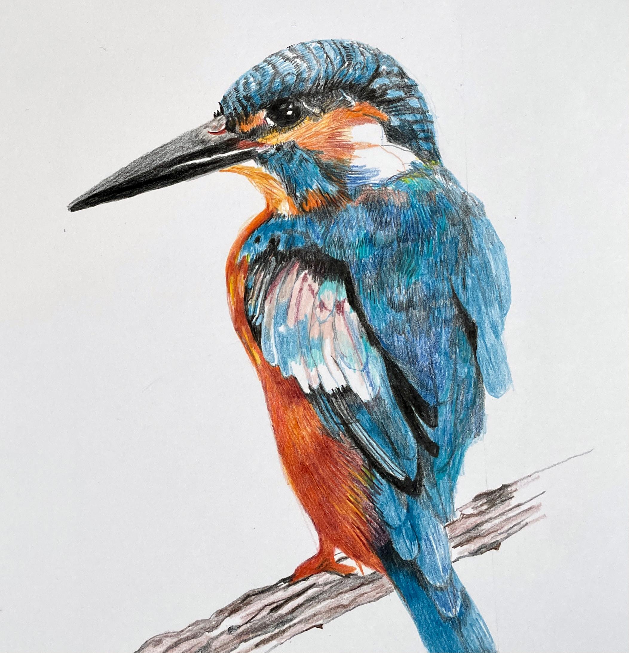 Kingfisher, Buntstiftzeichnung mit Blau, Orange, Braun, mattiert & gerahmt (Moderne) im Angebot
