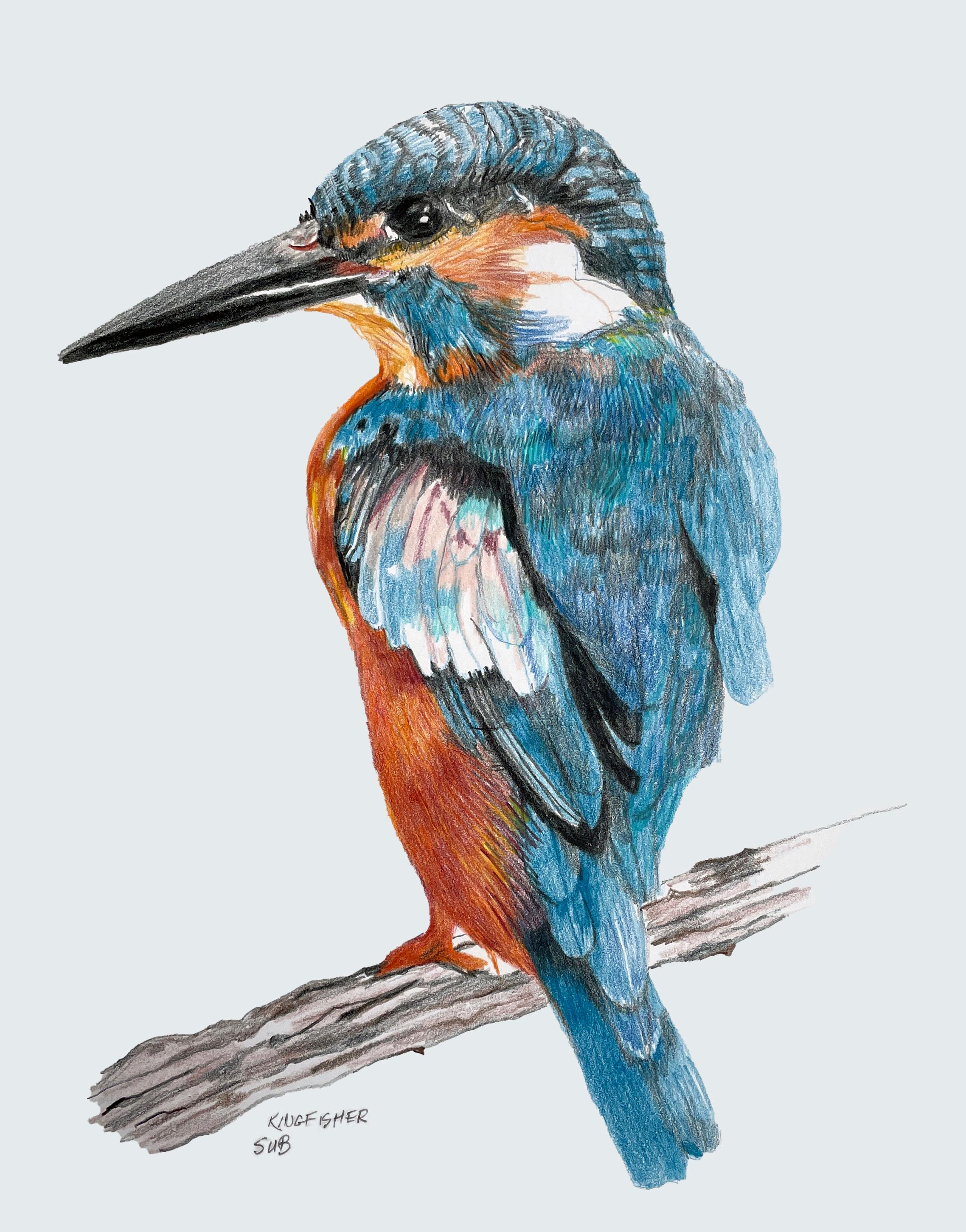 draw a kingfisher