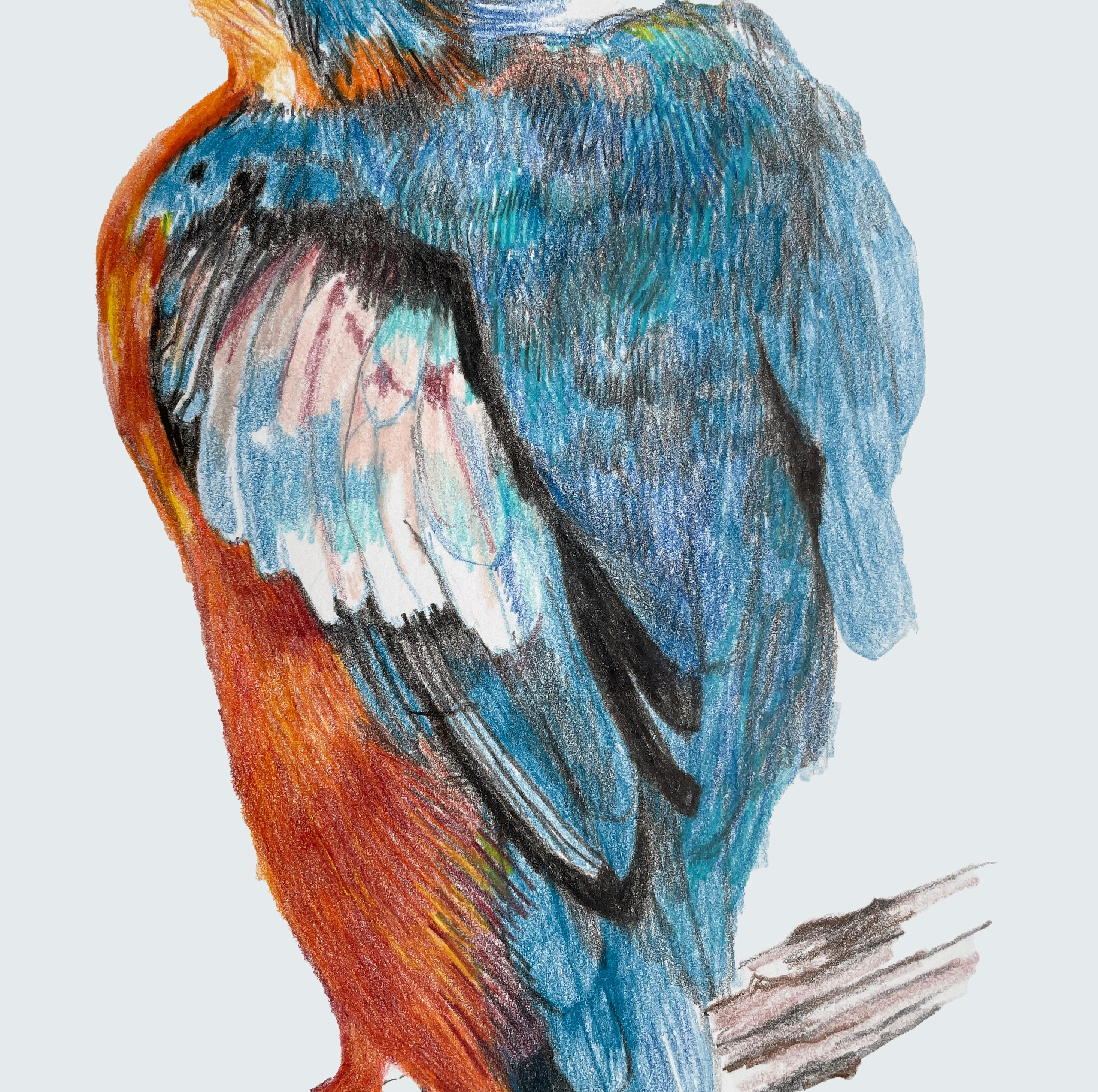 Modern Kingfisher, Colored Pencil Drawing with Blue, Orange, Brown, Matted & Framed For Sale
