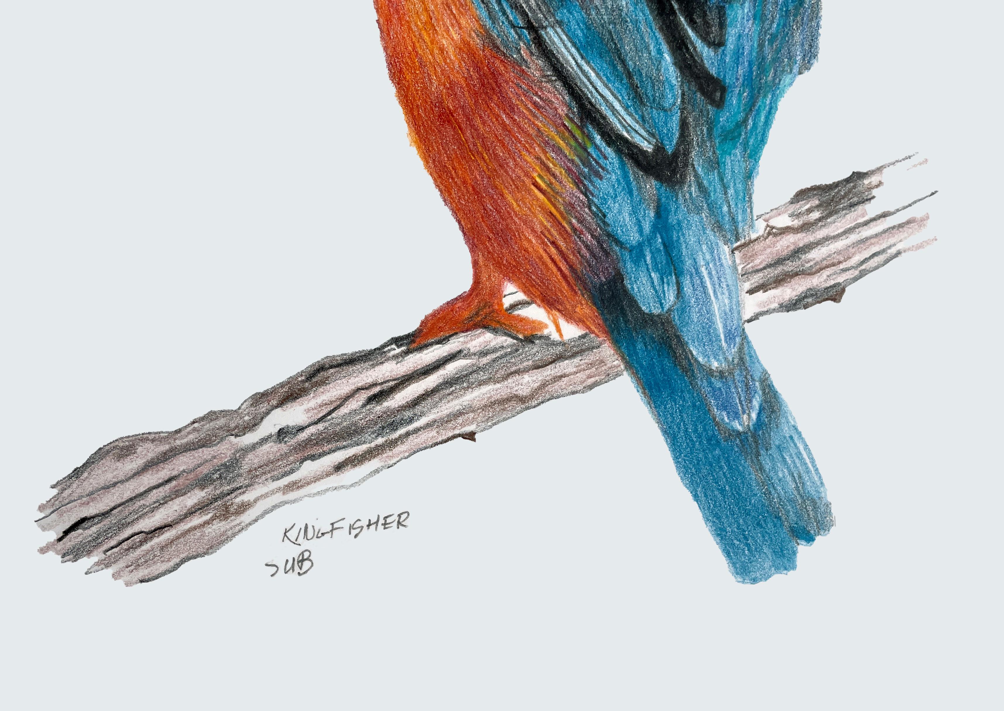 American Kingfisher, Colored Pencil Drawing with Blue, Orange, Brown, Matted & Framed For Sale