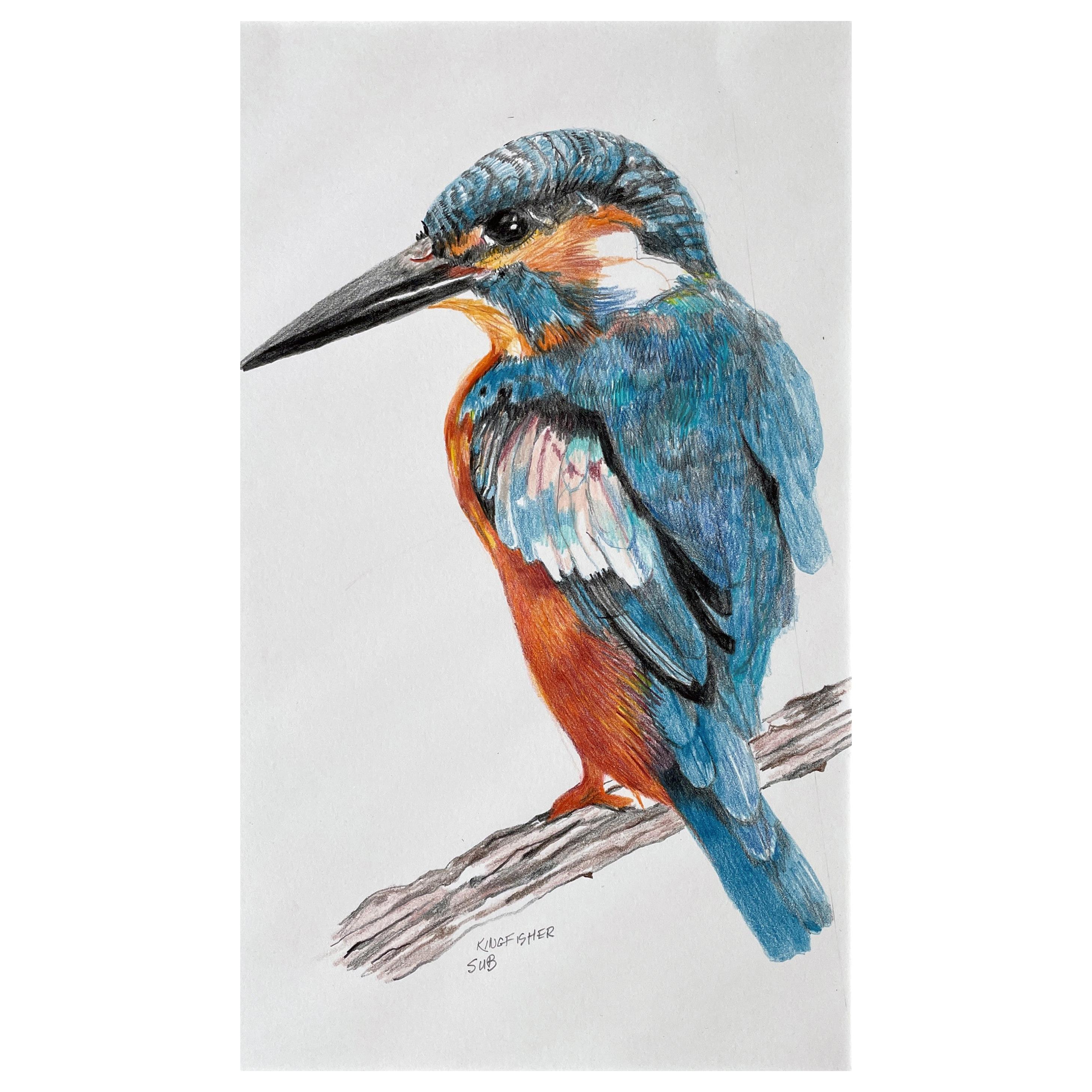 Kingfisher, Colored Pencil Drawing with Blue, Orange, Brown, Matted & Framed
