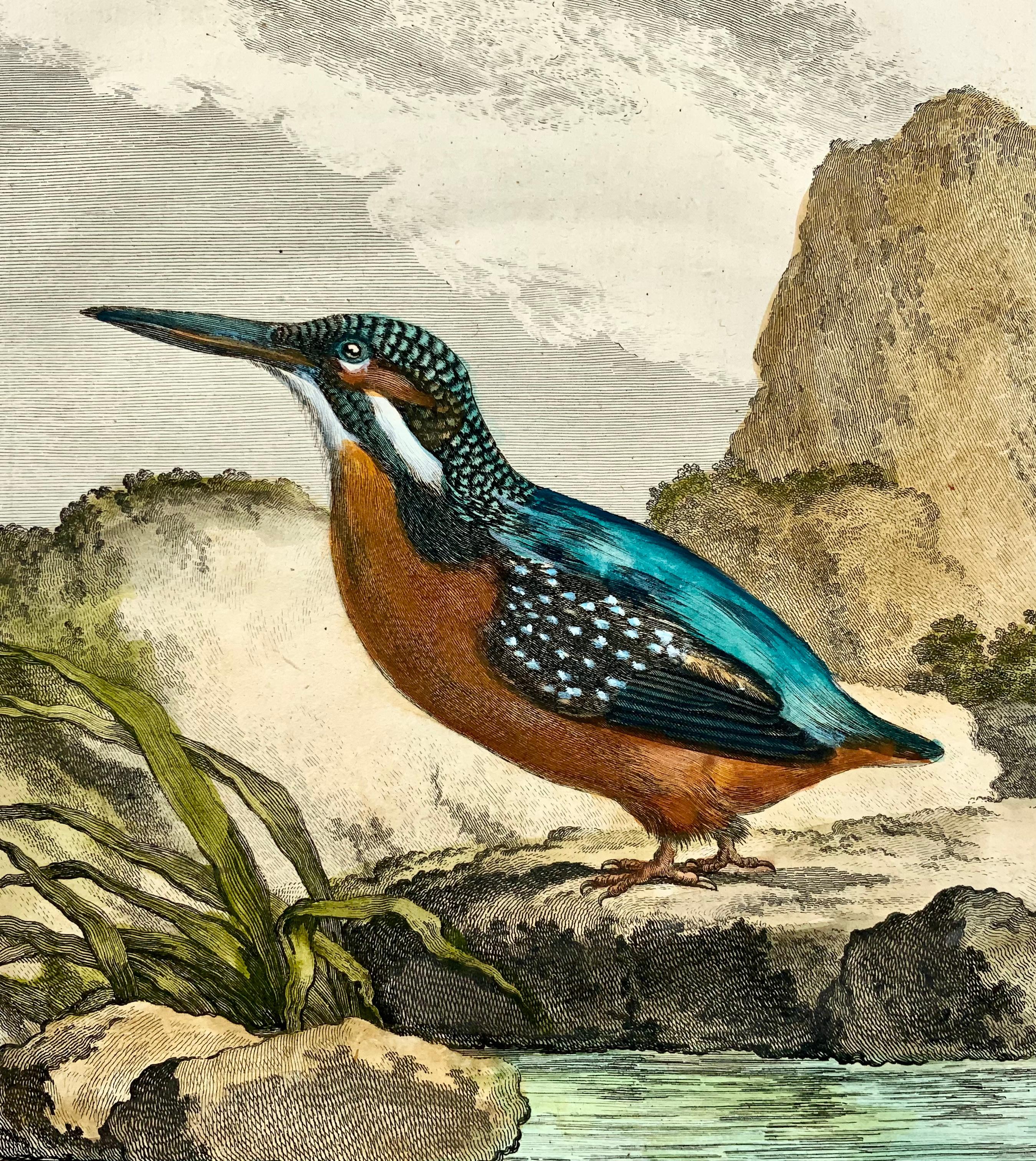 Georgian Kingfisher, Fine Quarto Hand Colored Copper Engraving