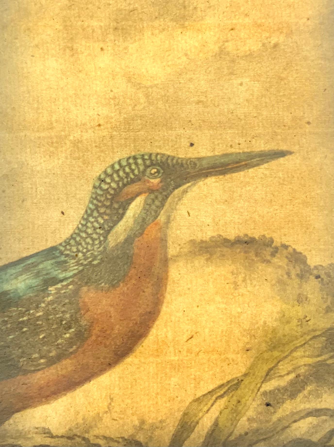 French Kingfisher, Fine Quarto Hand Colored Copper Engraving