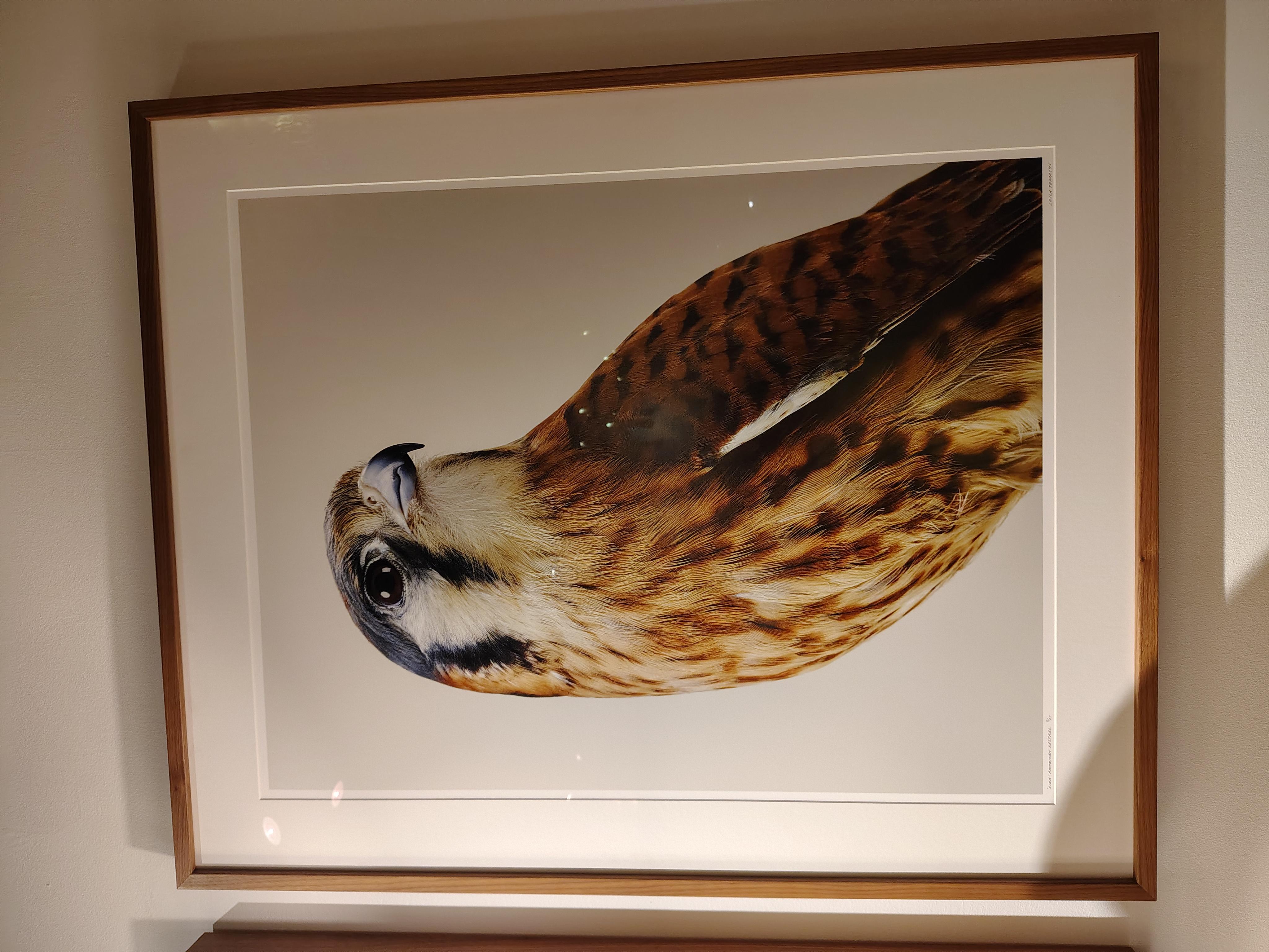Leila Jeffreys is a contemporary artist working across photography, moving image and installation. She is best known for images of birds, photographed at human scale, that explore and subvert the conventions of portraiture.
Edition 25 + 2APs
Limited