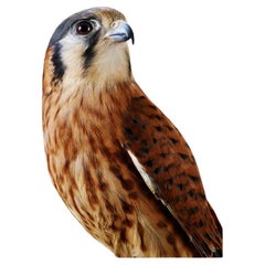 Kira American Kestrel by Leila Jeffreys