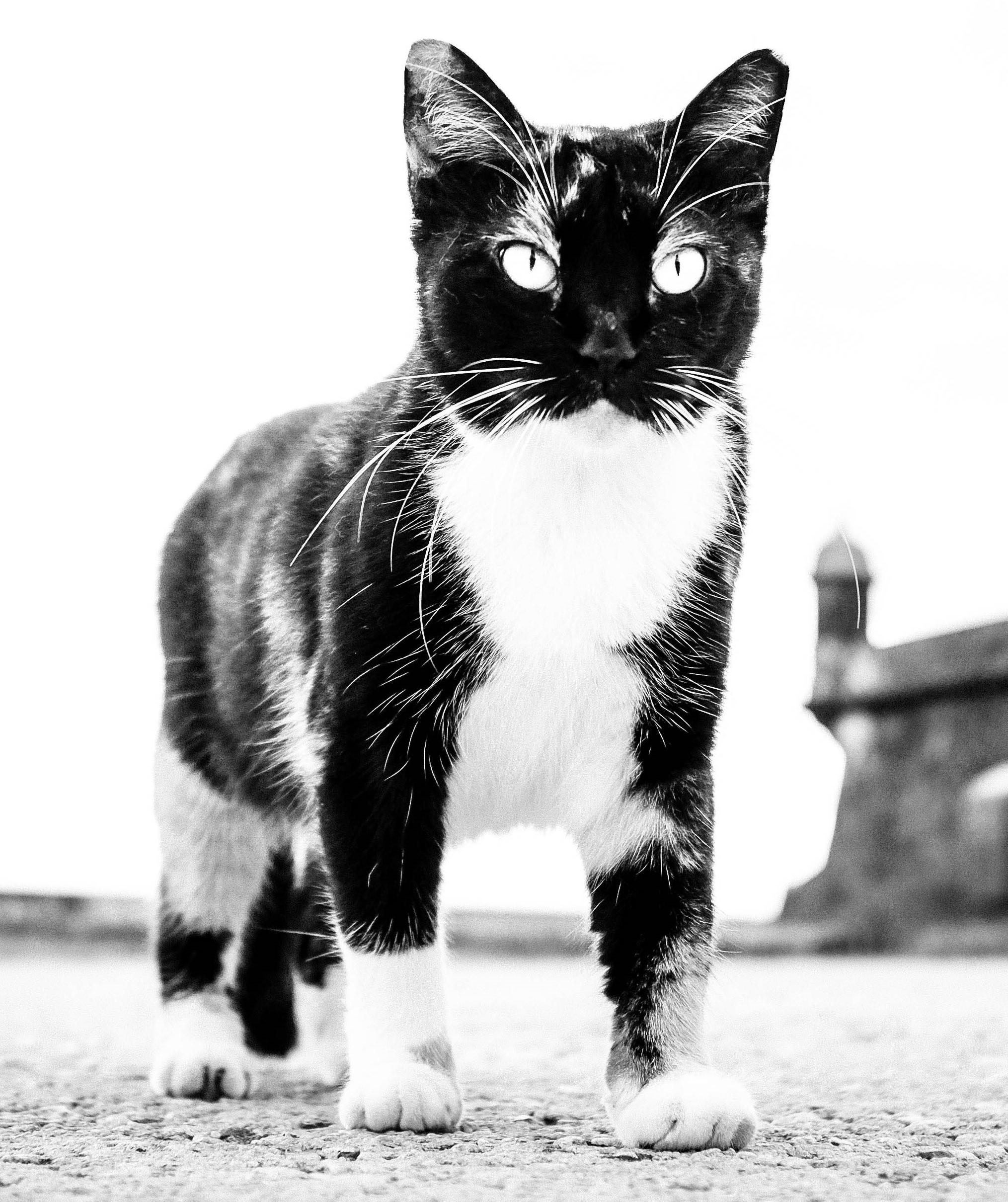 Cat, Puerto Rico – Schwarz-Weiß-Foto von  Giant aussehende Katze mit durchbohrten Augen – Photograph von Kirill Polevoy