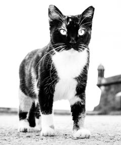 Cat, Puerto Rico - Black & White Photo of  Giant Looking Cat with Piercing Eyes