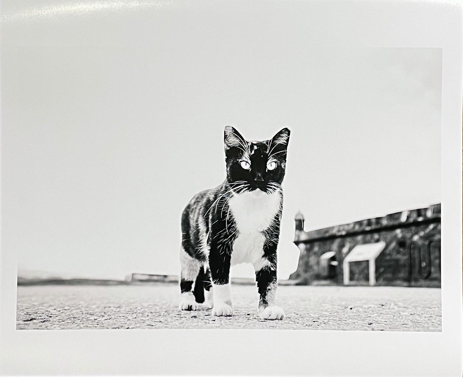 Cat, Puerto Rico – Schwarz-Weiß-Foto von  Giant aussehende Katze mit durchbohrten Augen (Grau), Black and White Photograph, von Kirill Polevoy