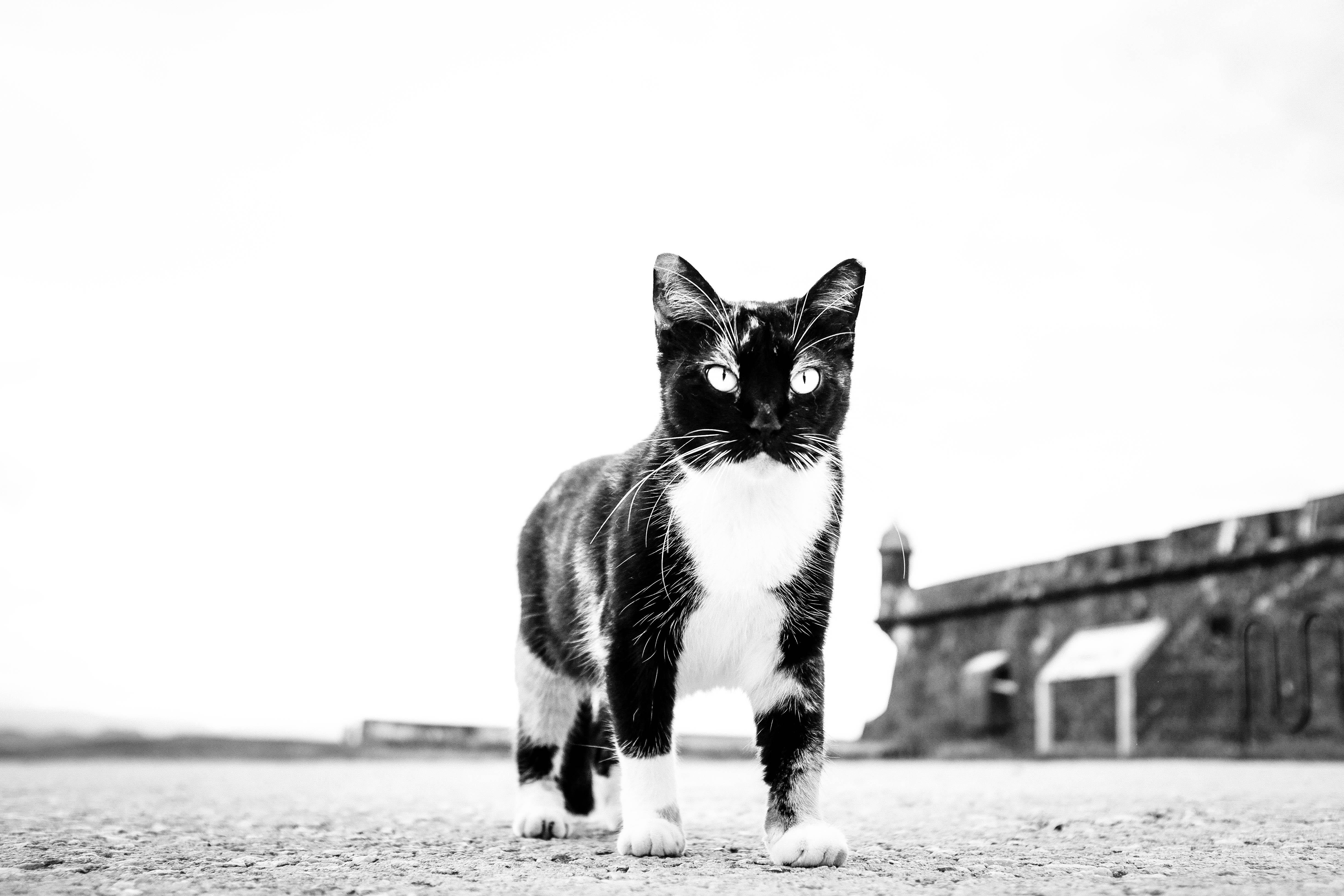 Kirill Polevoy Black and White Photograph – Cat, Puerto Rico – Schwarz-Weiß-Foto von  Giant aussehende Katze mit durchbohrten Augen