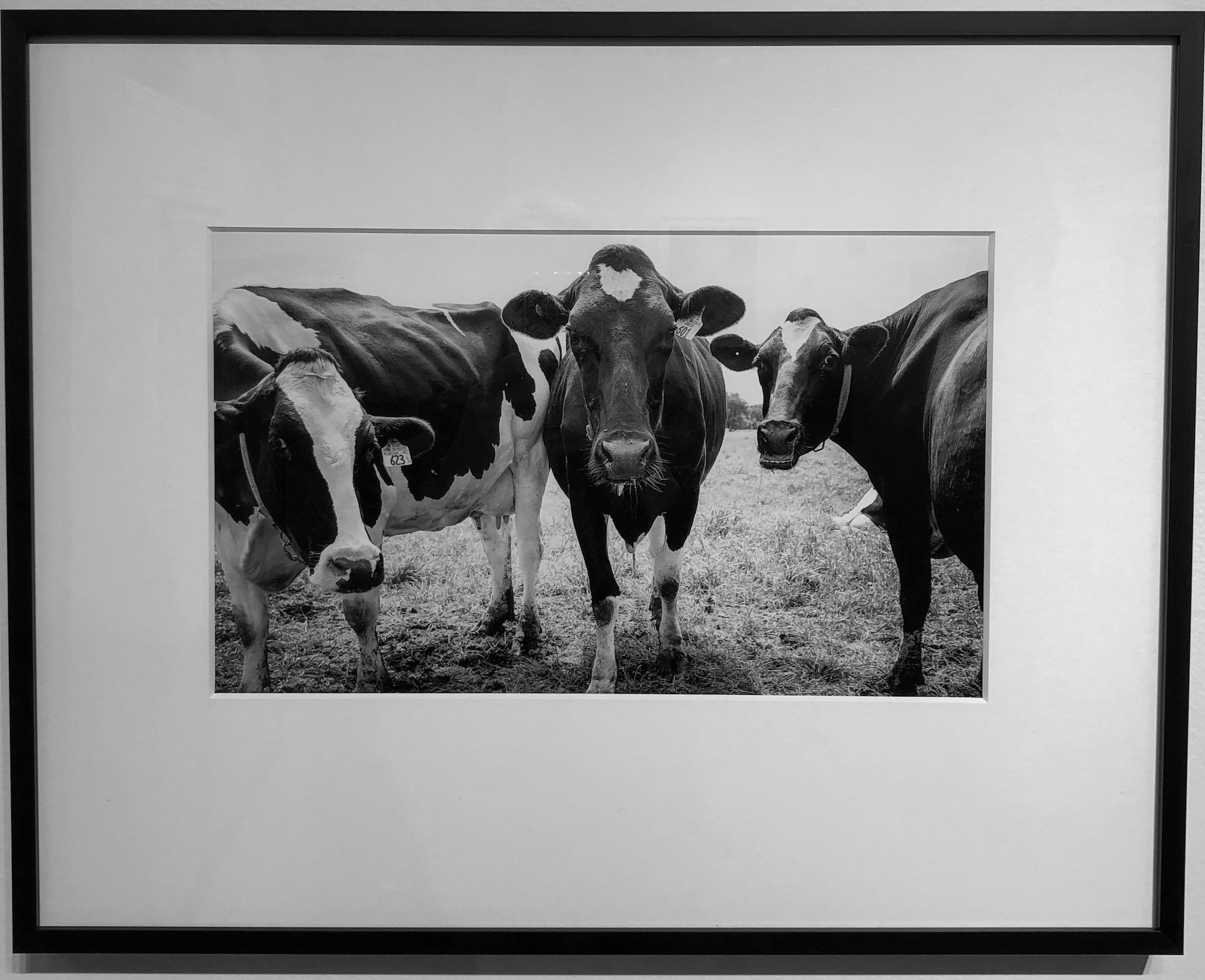 Cows, Kettle Moraine, WI, Framed Black and White Photo of Three Cows Looking  - Photograph by Kirill Polevoy